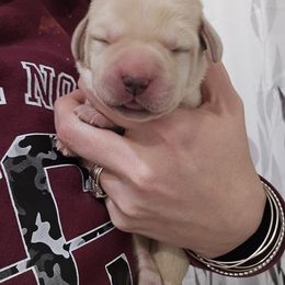 Labrador Retriever Puppies from Ruby Rose Labradors