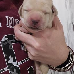 Labrador Retriever Puppies from Ruby Rose Labradors