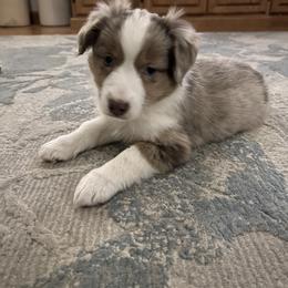 Miniature Australian Shepherd Puppies from Highland Hills Mini Aussies