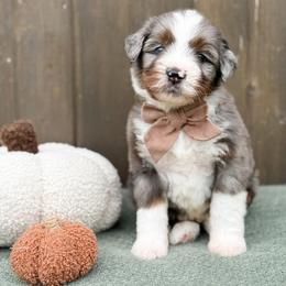 Pope - Blue merle male Bernedoodle puppy in Bellville, Ohio from Bernedoodle Buddies
