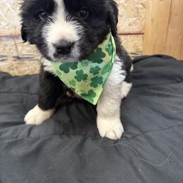 Clair - White and black female Newfoundland puppy in Goodhue, Minnesota from Claypits Newfoundlands