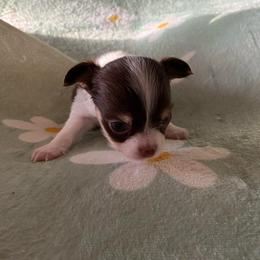 Hershy Kiss - Chocolate and white female Chihuahua puppy in Red Bluff, California from Aye Chihuahua