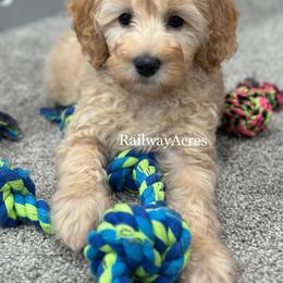 April - Apricot female Goldendoodle puppy in Milford, Indiana from Railway Acres Kennel