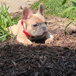 French Bulldog All Grown Up from Undeniabull French Bulldogs