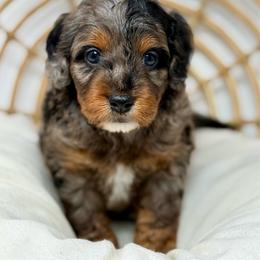Thunder - Blue merle male Aussiedoodle puppy in Sterling, Colorado from North 40 Doodles