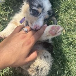 Zoey - Blue female Pembroke Welsh Corgi puppy in Chowchilla, California from CalValley Kennels