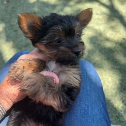 Ruthie-click on pic - Black and tan female Yorkshire Terrier puppy in Kingston, Oklahoma from Lake Life