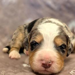 Cal - Merle male Bernedoodle puppy in Shelton, Washington from NW Bernedoodles of Washington