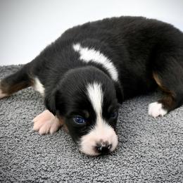 Cresseida - Black tri female Miniature American Shepherd puppy in Damascus, Oregon from Rebel Soul Minis