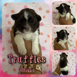 Truffle - Liver and white female Shih Tzu puppy in Yelm, Washington from Lala's All Star Shih Tzu