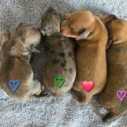 Buddy, blue heart - Cream male Dachshund puppy in Lexington, Oklahoma from Long Doggy Acres Miniature Dachshunds