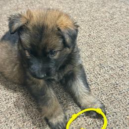 Miss yellow - Sable female German Shepherd puppy in Berlin, Wisconsin from Gypsy Miracle Kennels