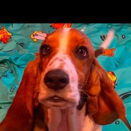 Girl 2 - Basset Hound puppy from Heartsong Hounds