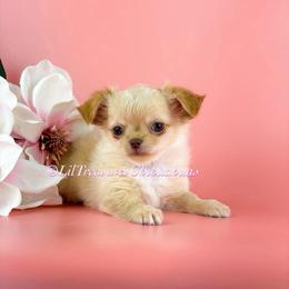 Ben - Cream and white male Chihuahua puppy in Anderson, South Carolina from Lil Treasures Chihuahuas