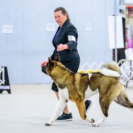 Akita from Cj's Sho-Me Akitas