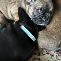 French Bulldog Puppies from Fishie's Frenchies