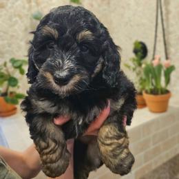 Nile Jordan - Phantom male Bernedoodle puppy in Marshall, Michigan from Whispering Aspen Homestead