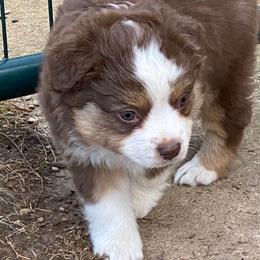 Australian Shepherd, Miniature Australian Shepherd, and Toy Australian Shepherd Puppies from Triple Lake Ranch Miniature Australian Shepherds