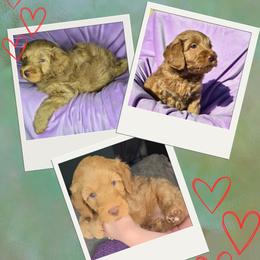 Toad - Red  male Goldendoodle puppy in Tucson, Arizona from Adored Poodle & Doodles