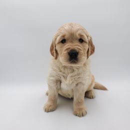 Golden Retriever Puppies from Wild Hearts Goldens