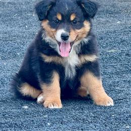 Tri female - Black tri female Miniature Australian Shepherd puppy in Lemon Cove, California from Magic Ranch Mini Aussies