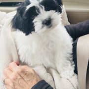 Shichon Puppies from Great Lakes Teddy Bear Dogs