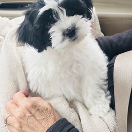 Shichon Puppies from Great Lakes Teddy Bear Dogs