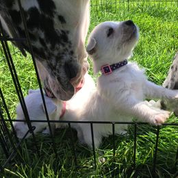 West Highland White Terrier Puppies from For The Love Of Westies