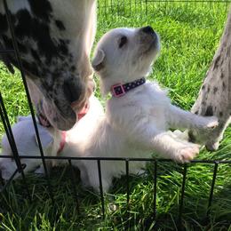 West Highland White Terrier Puppies from For The Love Of Westies