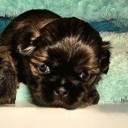 Shih Tzu Puppies from Guillot Shih Tzu