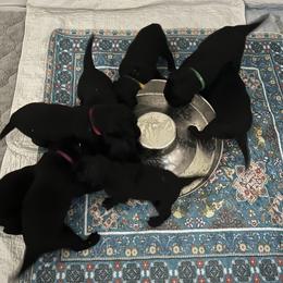 Flat-Coated Retriever Puppies from Haven Flat Coated Retrievers