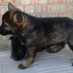 German Shepherd Puppies from Firelight German Shepherds