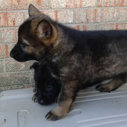 German Shepherd Puppies from Firelight German Shepherds