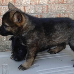 German Shepherd Puppies from Firelight German Shepherds