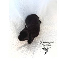 Yorkshire Terrier Puppies from Hummingbird Farm & Gardens