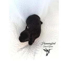 Yorkshire Terrier Puppies from Hummingbird Farm & Gardens