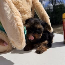 Alfie - Black and tan male Yorkshire Terrier puppy in Ocala, Florida from Yorkie  And Shih Tzu Love