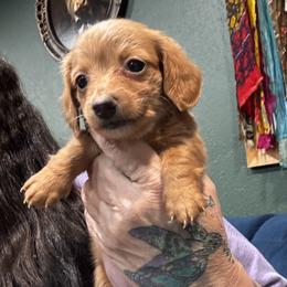 Dixie - Red female Dachshund puppy in Cabool, Missouri from Dachshund's of Country Magic Farms in Missouri