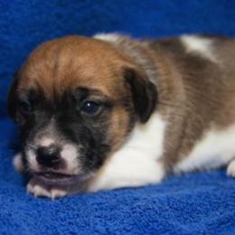 Jack Russell Terrier Puppies from 42 Jack Russell Terriers