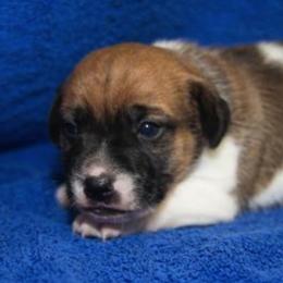 Jack Russell Terrier Puppies from 42 Jack Russell Terriers