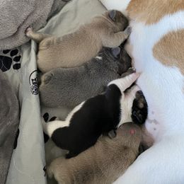 French Bulldog Puppies from Casco Bay Frenchies