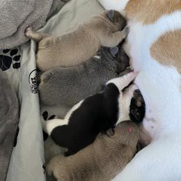 French Bulldog Puppies from Casco Bay Frenchies