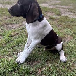 Jesse - Liver and white male German Shorthaired Pointer puppy in Georgia from CMC Farms