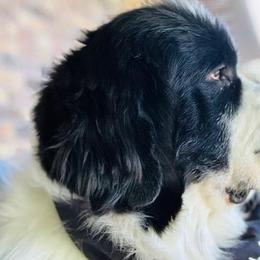 Bentley - Newfoundland