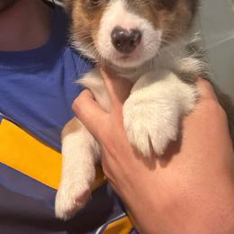Luke - Gray and white male American Corgi puppy in Orangevale, California from Corgis of the Heart