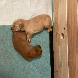 Boy 2 - Light golden male Golden Retriever puppy in Sacramento Area, California from Gold Country Golden Retrievers
