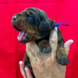 Blue Collar Boy - Red and rust male Doberman Pinscher puppy in Cape Coral, Florida from Divine Kaos European Dobermann