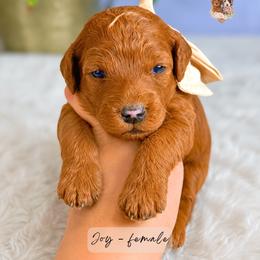 Joy - Red  female Goldendoodle puppy in Atlanta, Georgia from Teddy Puppies