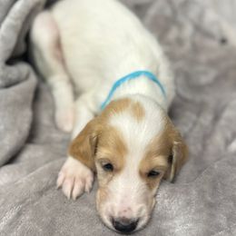 Light Blue Girl - Cream female Saluki puppy in Los Angeles, California from Srinagar Salukis