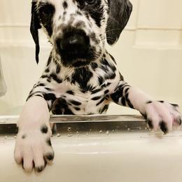 Dalmatian Puppies from Dalmatian Vacation